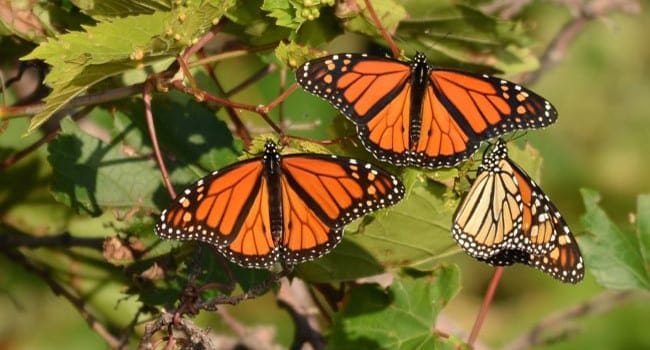 Monarch butterfly migration