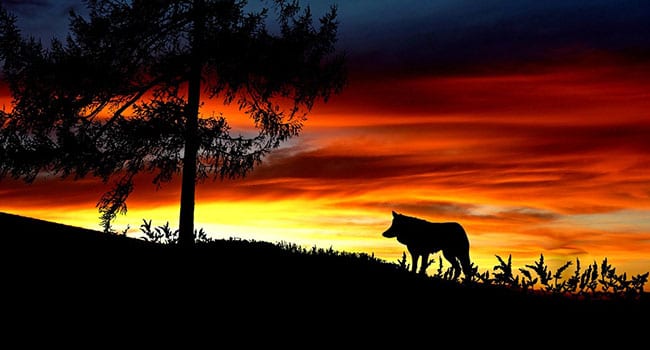 inner wolf sunset