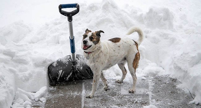 dog snow shovel