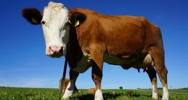 Canada last holdout to dairy quota reform