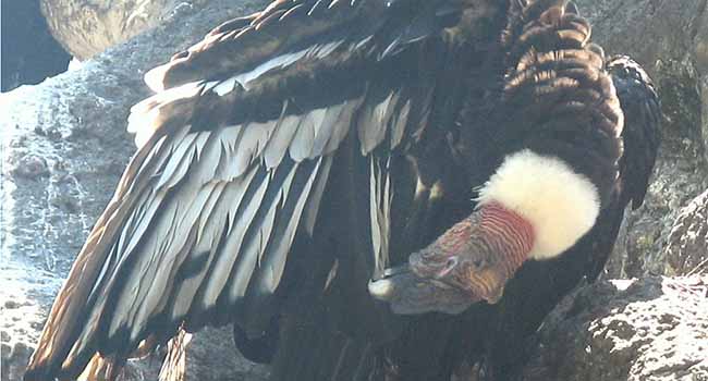 California condor back from the brink