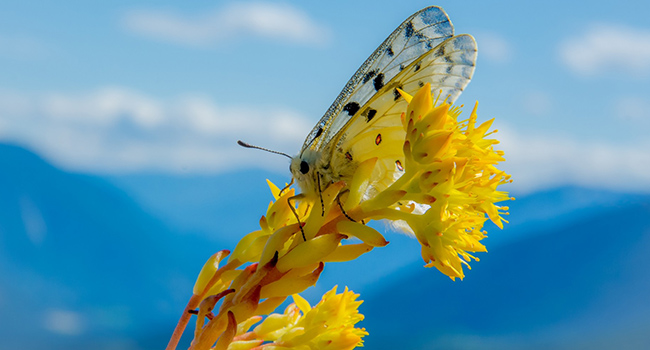 butterfly climate change nature