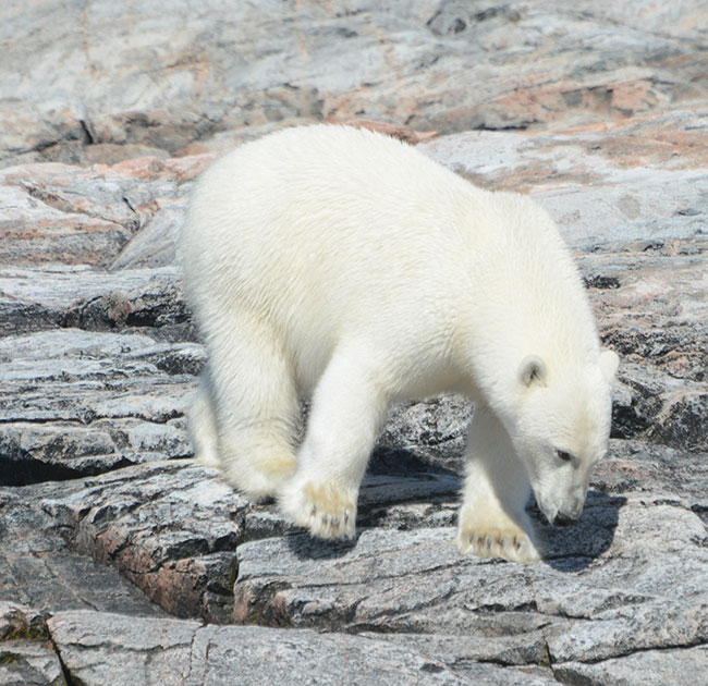 Polar Bear on the Button Islands Nunavu