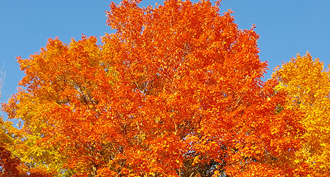Heritage Tree autumn fall