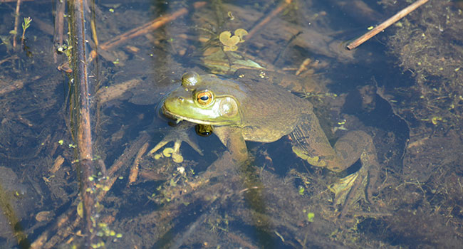 amphibian frog nature