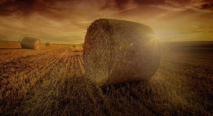 agriculture hay bale