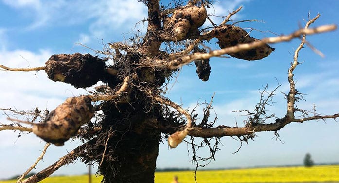 Clubroot