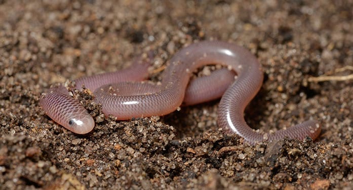 u of a folio modern blindsnakes research