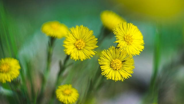 Coltsfoot