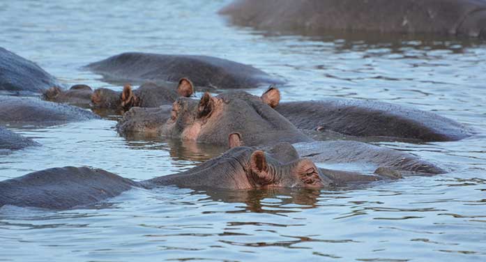 bloat hippos nature wildlife animals
