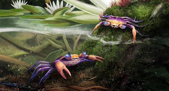 Artist's reconstruction Cretapsara athanata crab wildlife nature