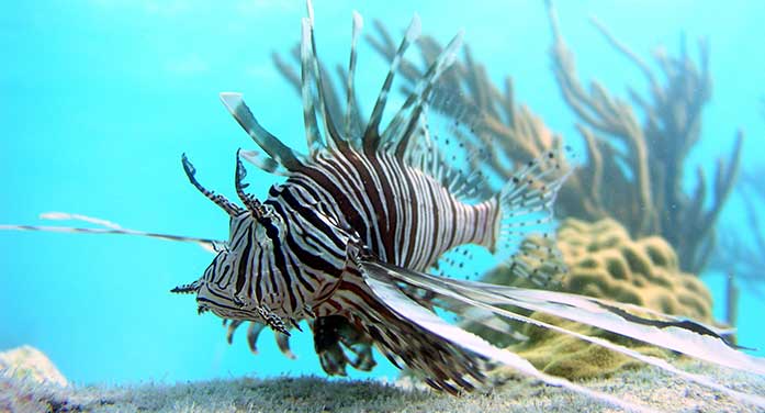 invasive lionfish animal ocean sea nature