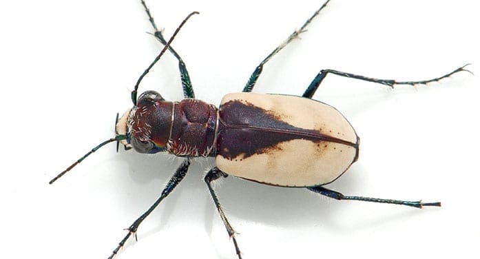 Cicindela formosa gibson beetle insect
