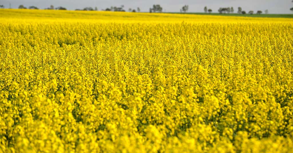 China needs our canola more than we need their deal. Canada can trade from strength if it stops acting like the weaker partner