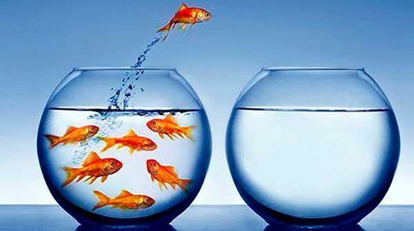 business-career-fish