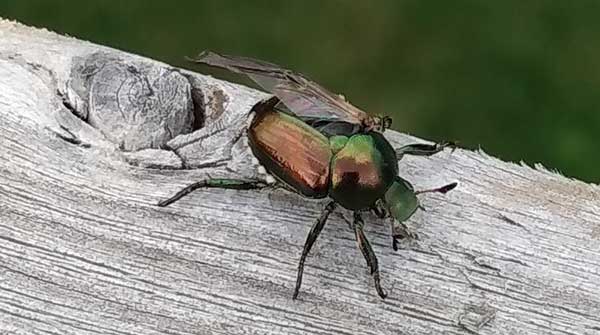 Japanese-Beetle