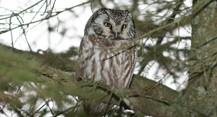 boreal owl nature wildlife animal bird