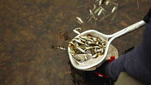 indigenous open-net salmon