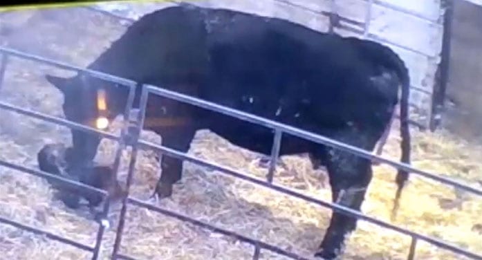 Black Angus cow