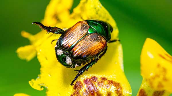 Japanese Beetle beetles