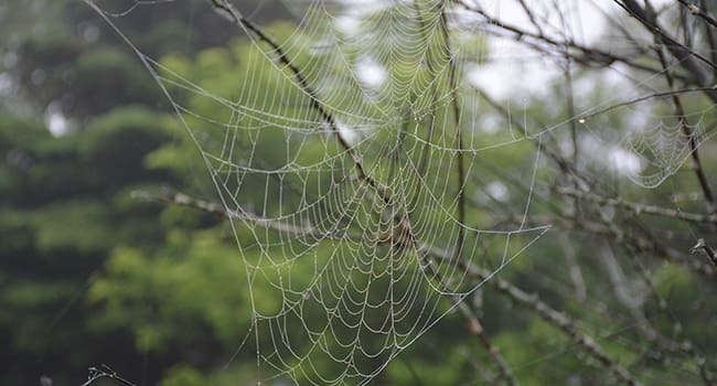 Spider web