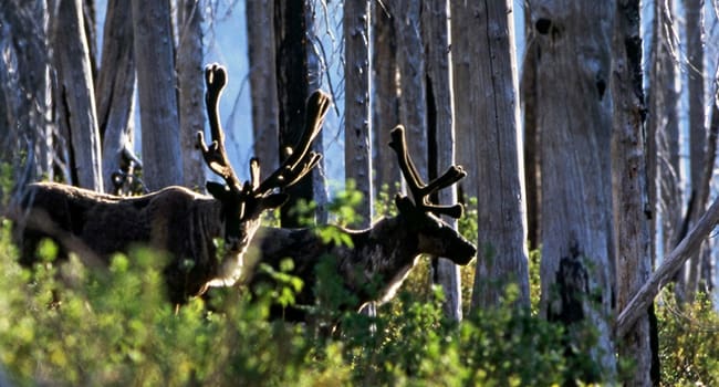 mountain caribou