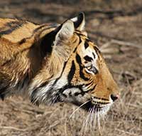 Bengal tiger nature wildlife animals