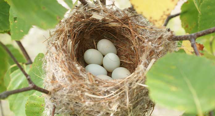 American goldfinch bird nest nature animals wildlife