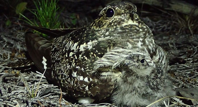 mother nightjar with chick