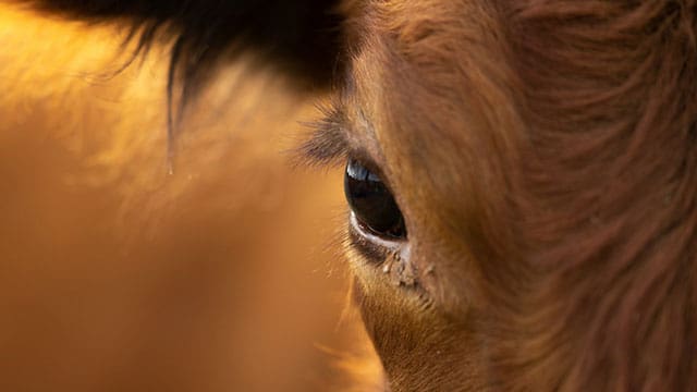 Consumers in Eastern Canada may see more imported beef if the strike at Cargill's Guelph beef processing plant continues