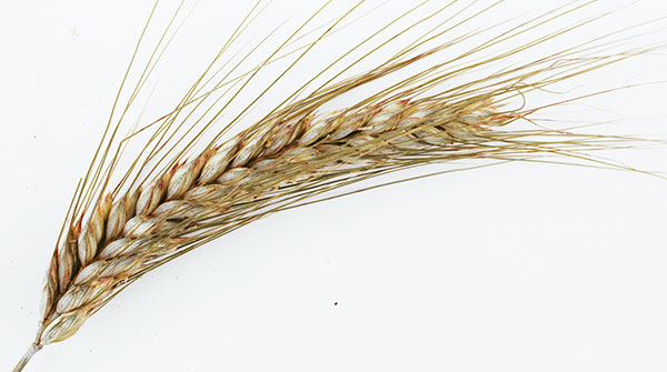 Black Sea grain deal food security