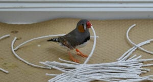male zebra finch birds rope building nest