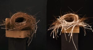 zebra finch birds nests