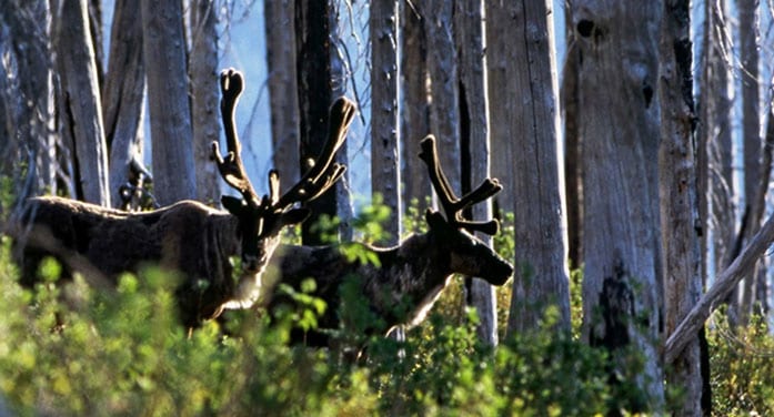 mountain caribou