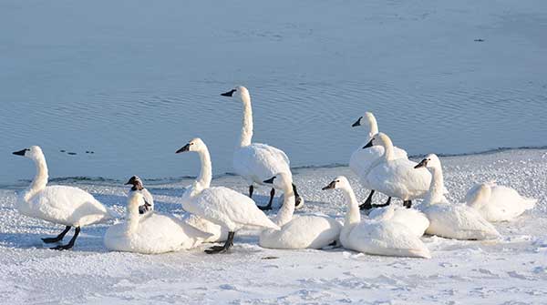 Swans on the Niagara River