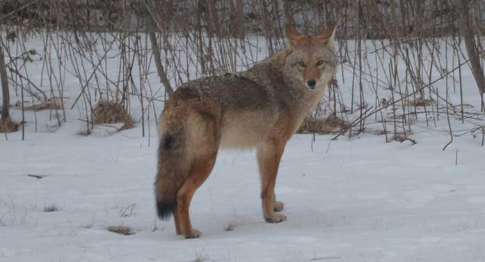 coyote nature wildlife animal snow winter