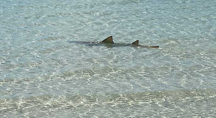 Shark-in-the-Bahamas