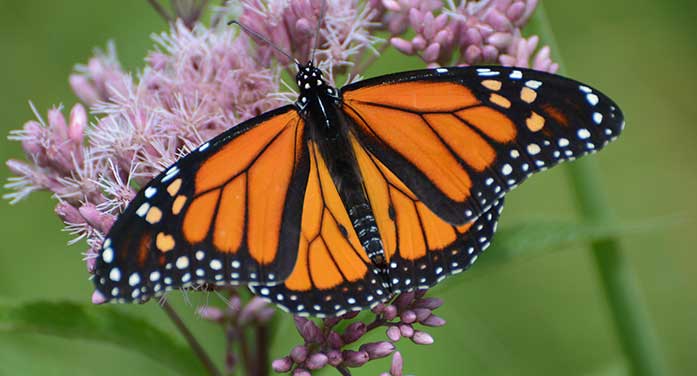 Monarch butterfly nature wildlife bugs insects