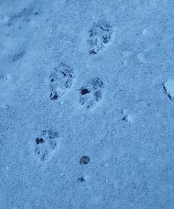 red fox animal nature wildlife snow tracks
