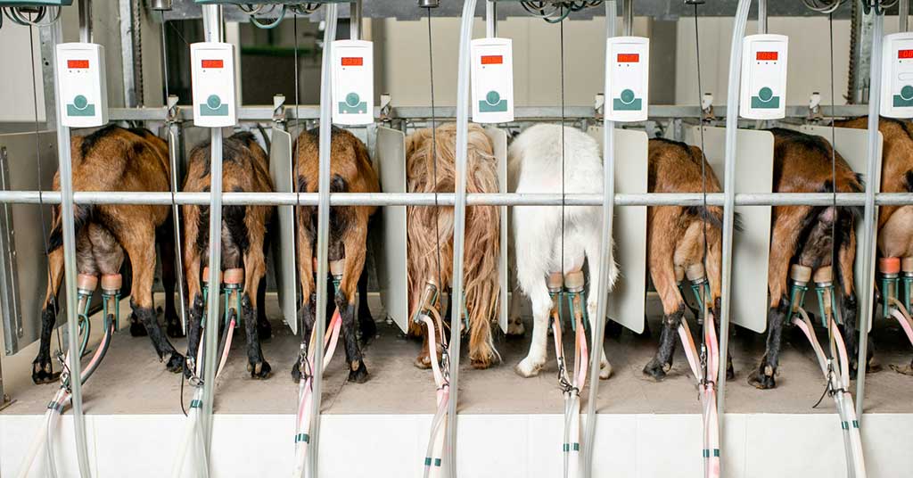 Milk dumping: Ontario destroyed millions of litres of milk under supply management while dairy prices stayed high and food banks faced record demand