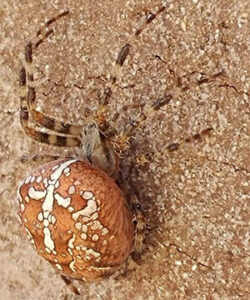 Cross Orb weaver spider