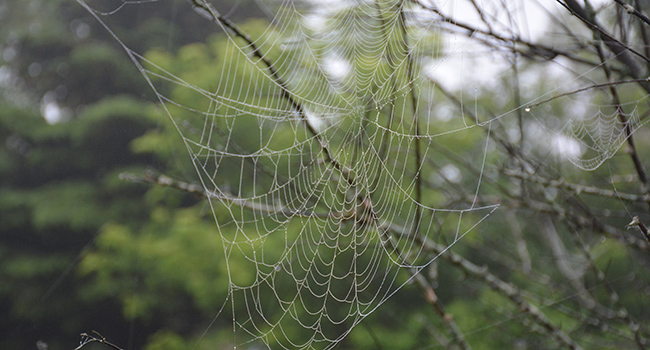 Spider web