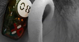Sensor small enough to wear behind the ear but powerful enough to reduce costly hospital visits