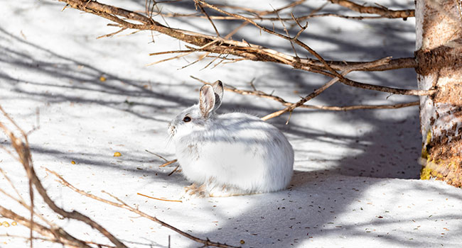 The snowshoe hare