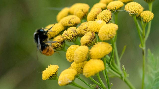 honeybees Varroa mites