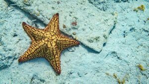 Do all animals have brains? starfish jellyfish