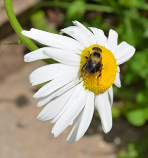 Pollinators in peril and need our help