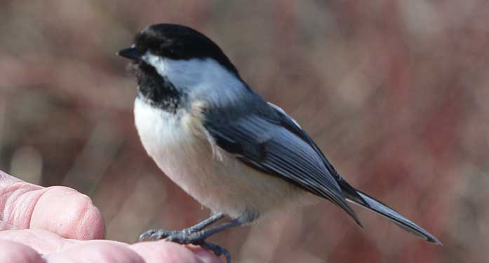 black-capped chickadee bird watching nature wildlife animals