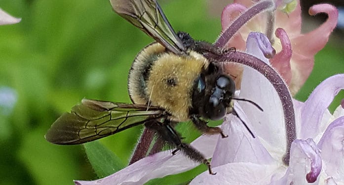 bumblebee insects nature bugs
