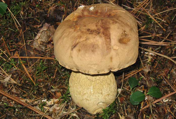 mushroom